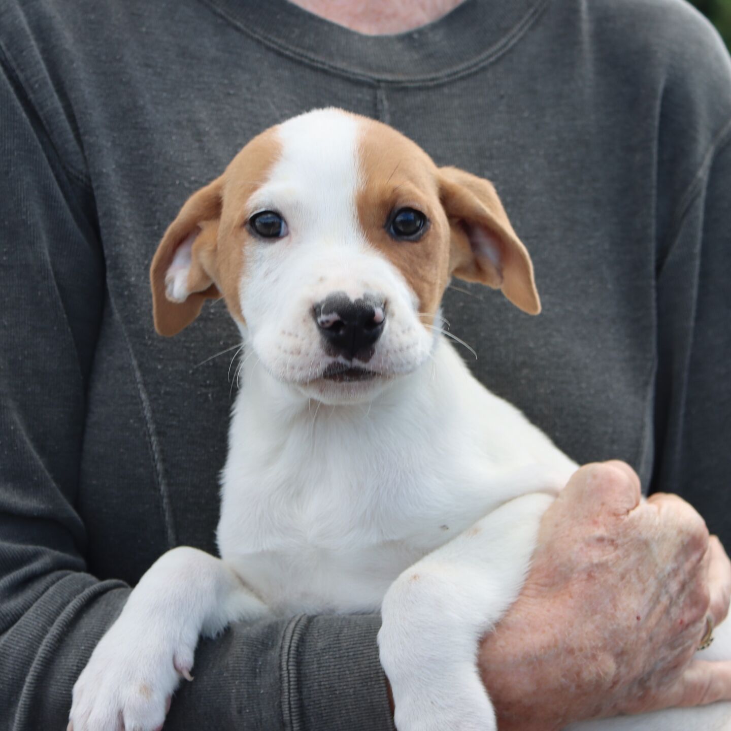 Benton pup Bucky 2022-06-18 001.JPG